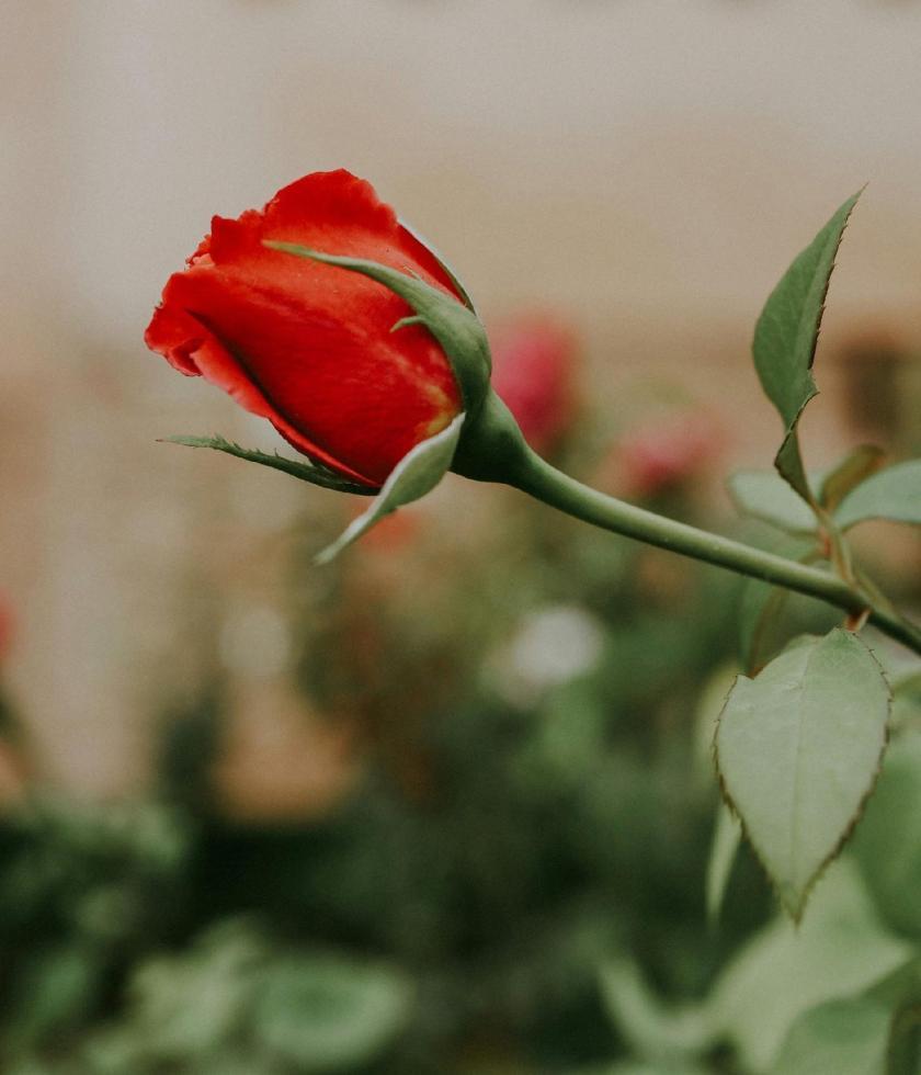 rose